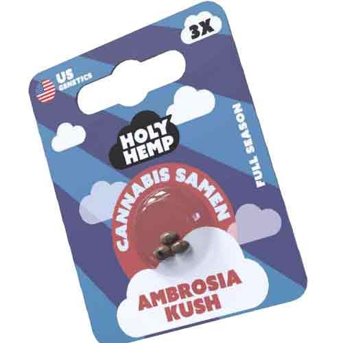 Holy Hemp Ambrosia Kush Cannabis Samen